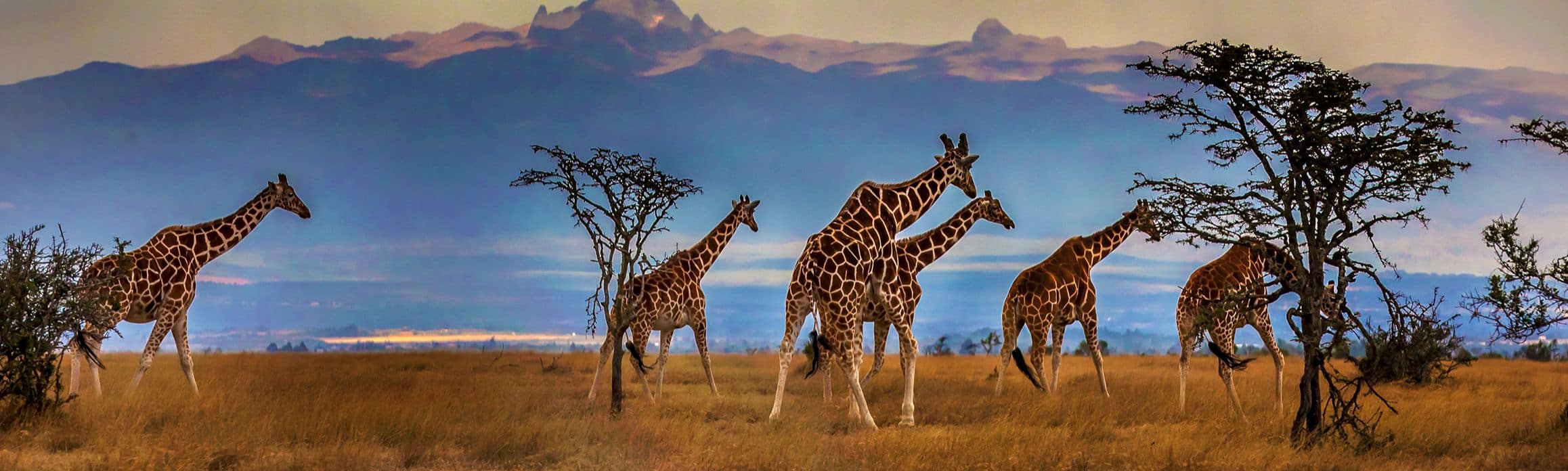 Africa safari