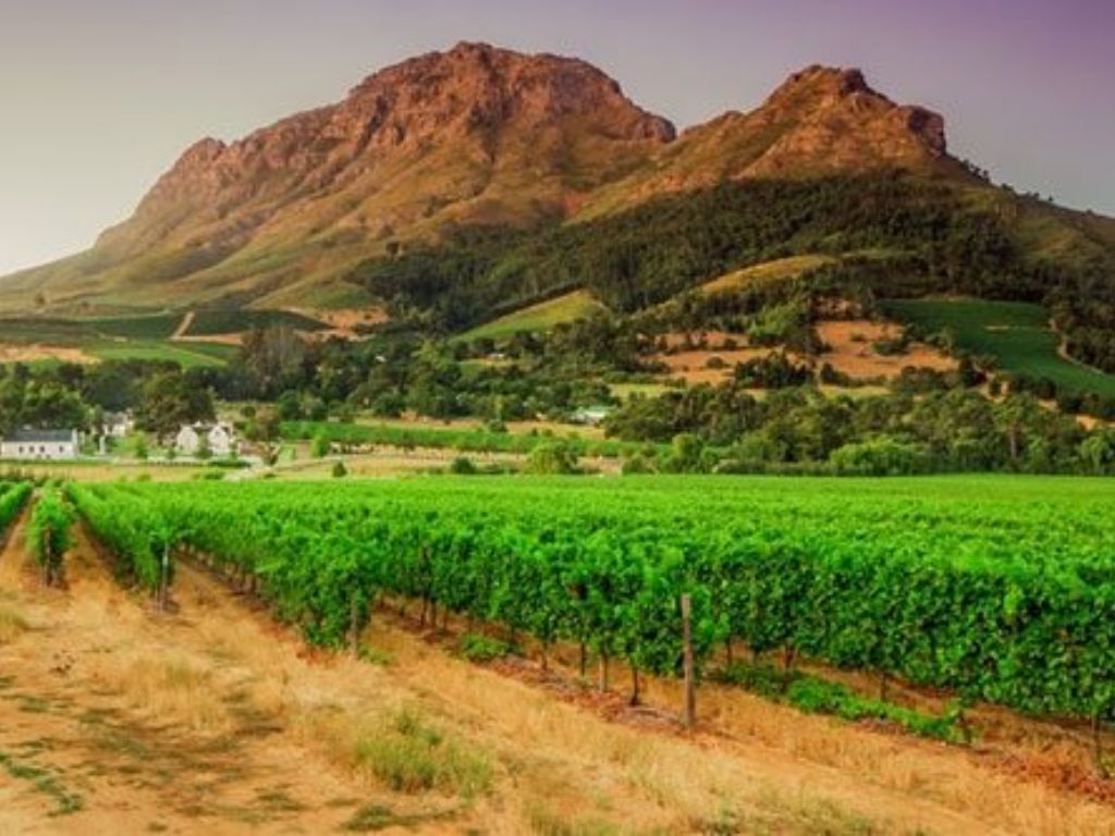 Cape Town Winelands