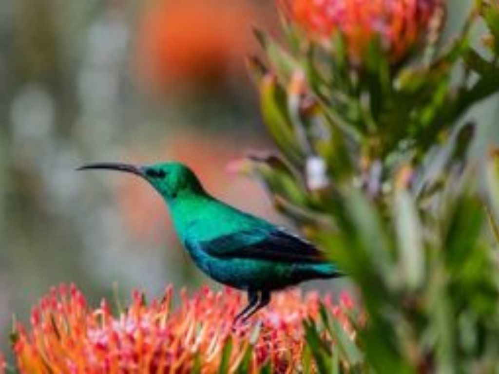 Kirstenbosch Cape Town