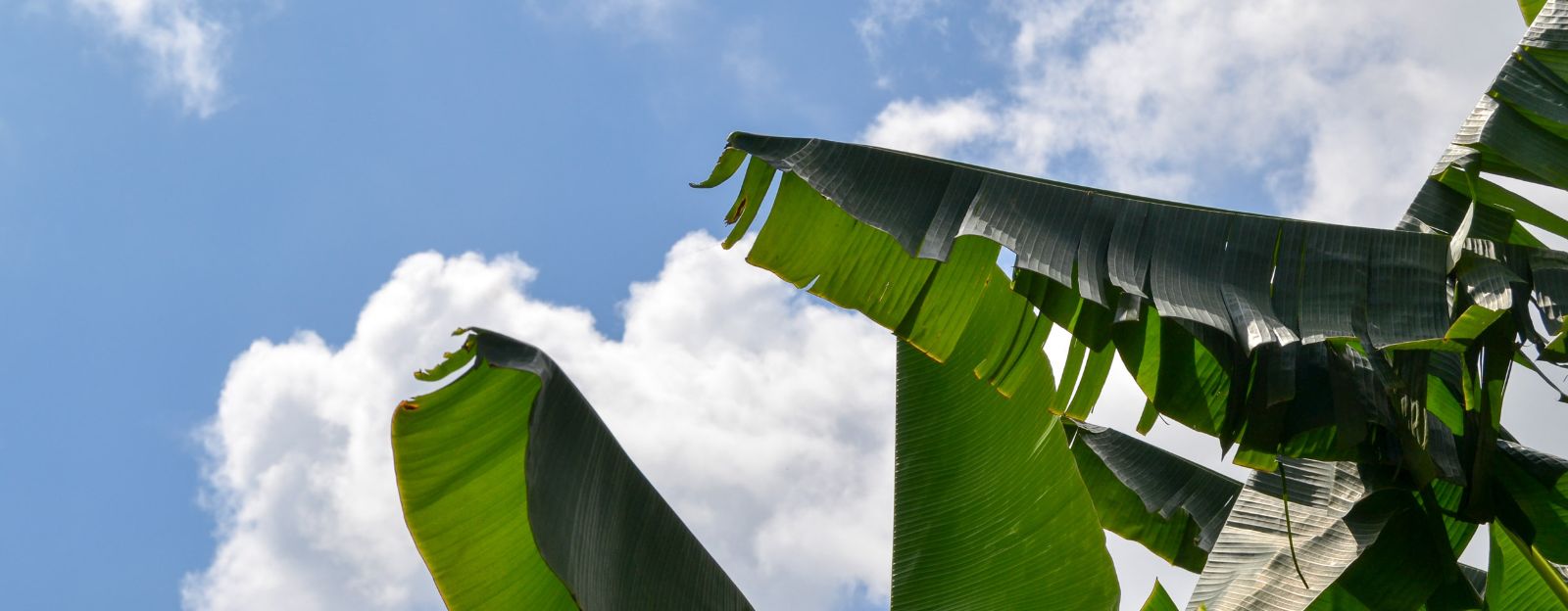 Nigeria banner