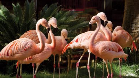 Flamingo Wildlife