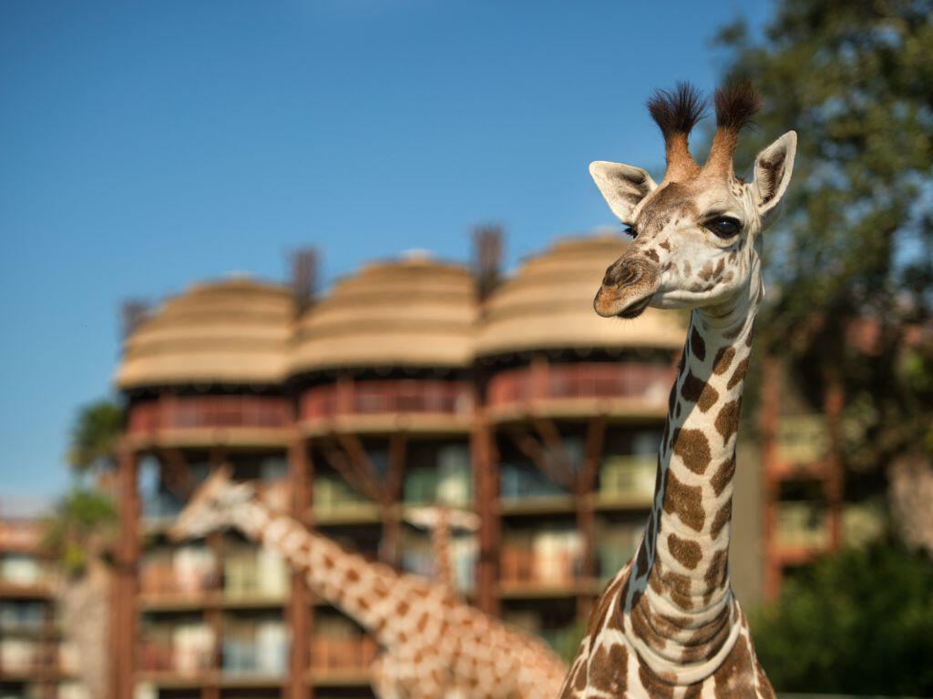 Giraffe at Disney's Animal Kingdom Lodge
