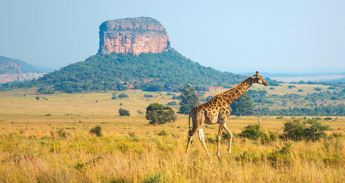 Johannesburg promo