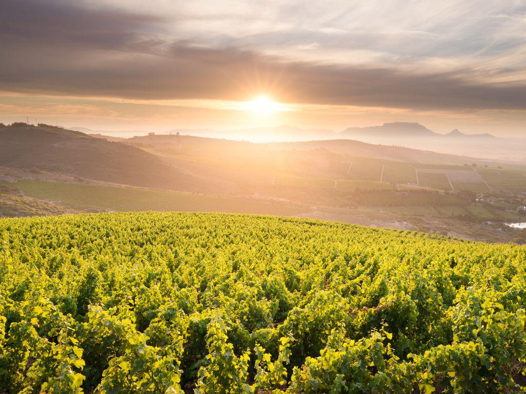 Winelands image