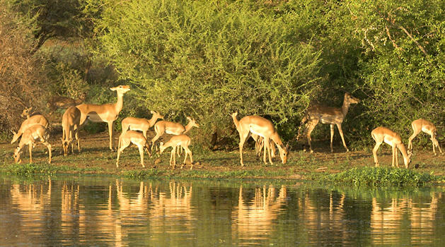 Kruger and surrounds