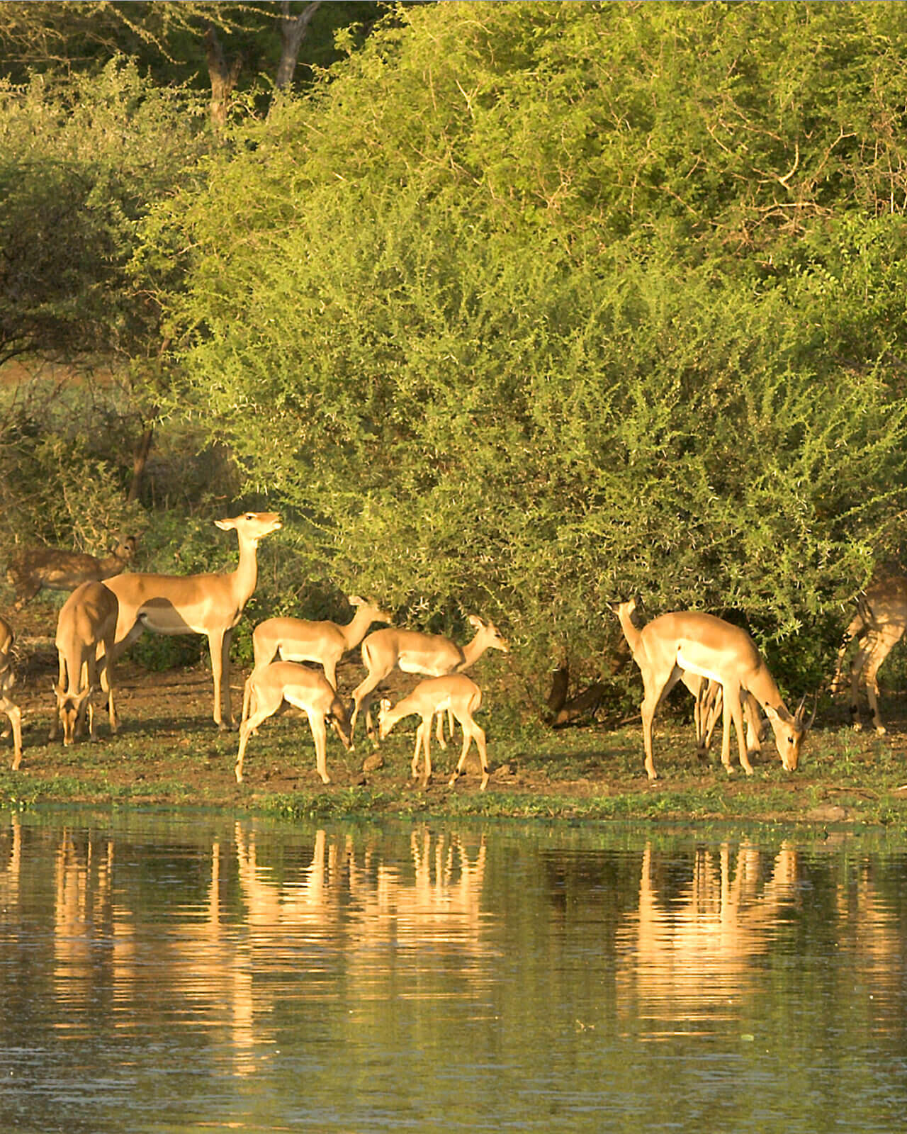 Kruger holidays