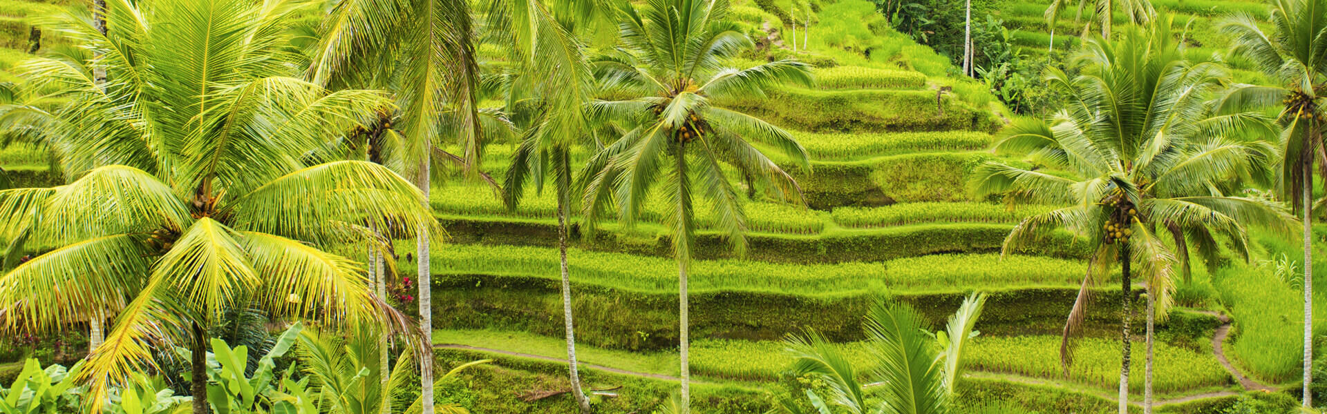 Holidays in Ubud