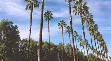 Anaheim image