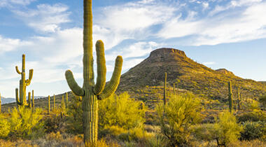 Arizona image