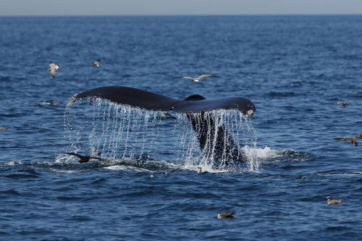Whale Watching Boston