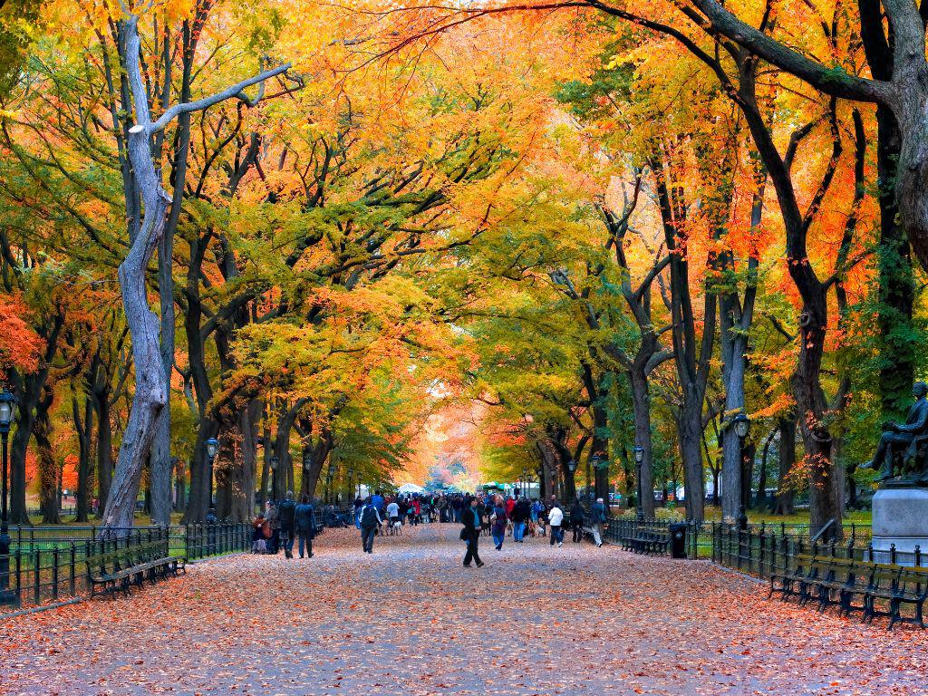 Central Park in Autumn