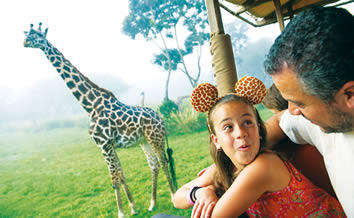 Animal Kingdom