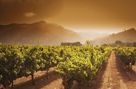 Napa Valley Wine Train excursion