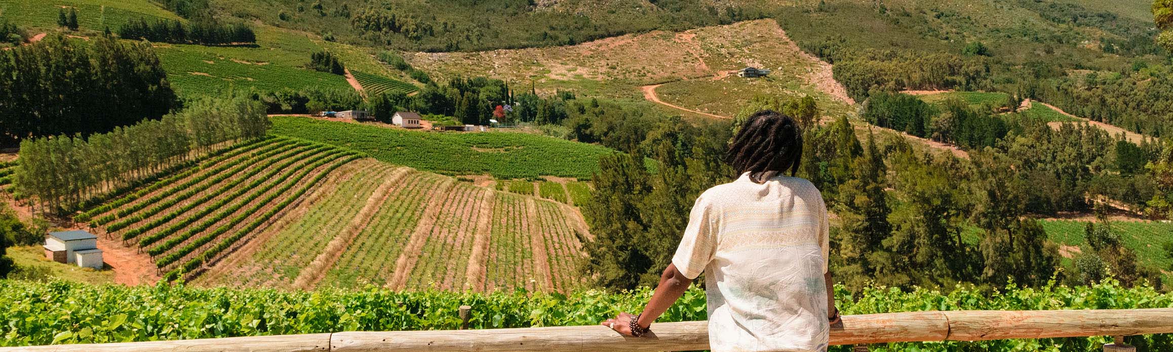 A man with his back to the camera looks out over a vineyard