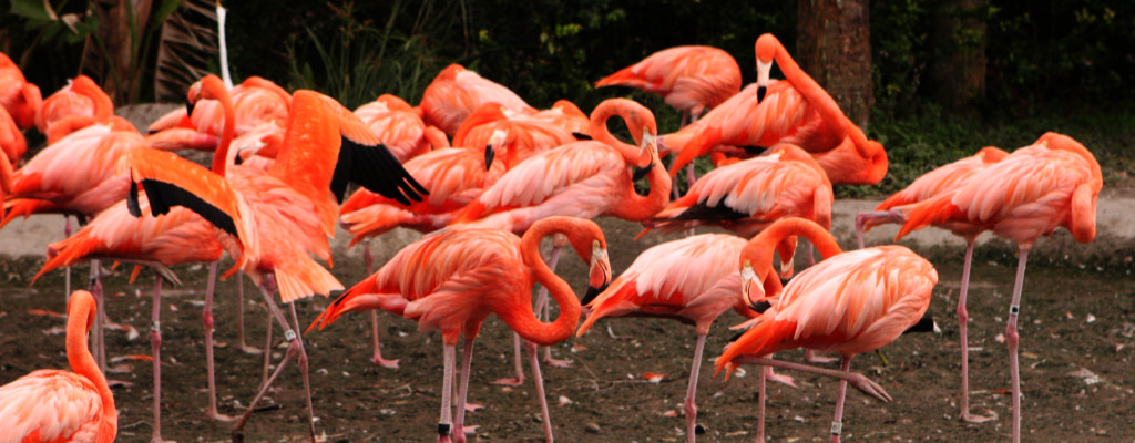 Flock of flamingos