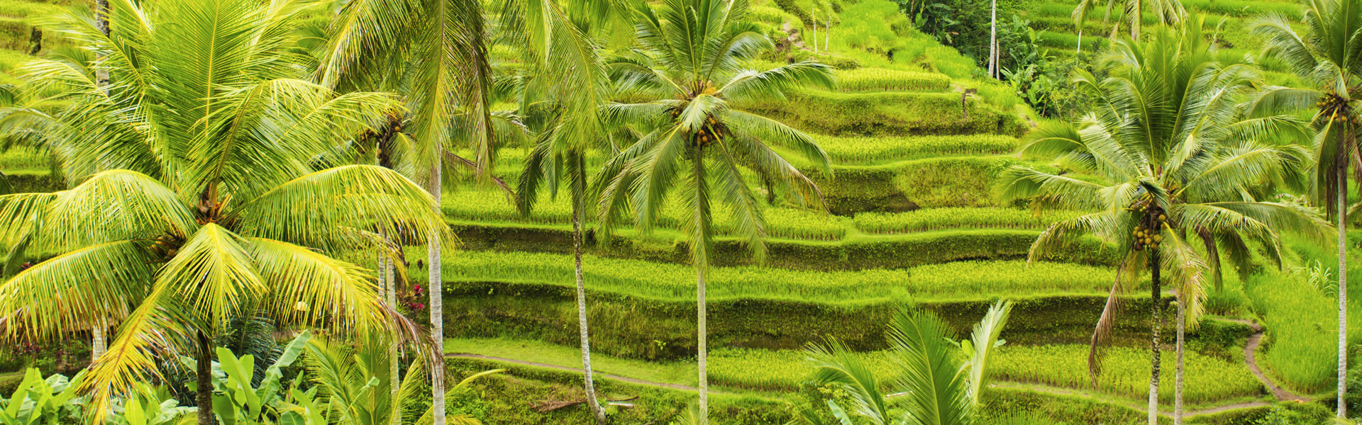 Holidays in Ubud