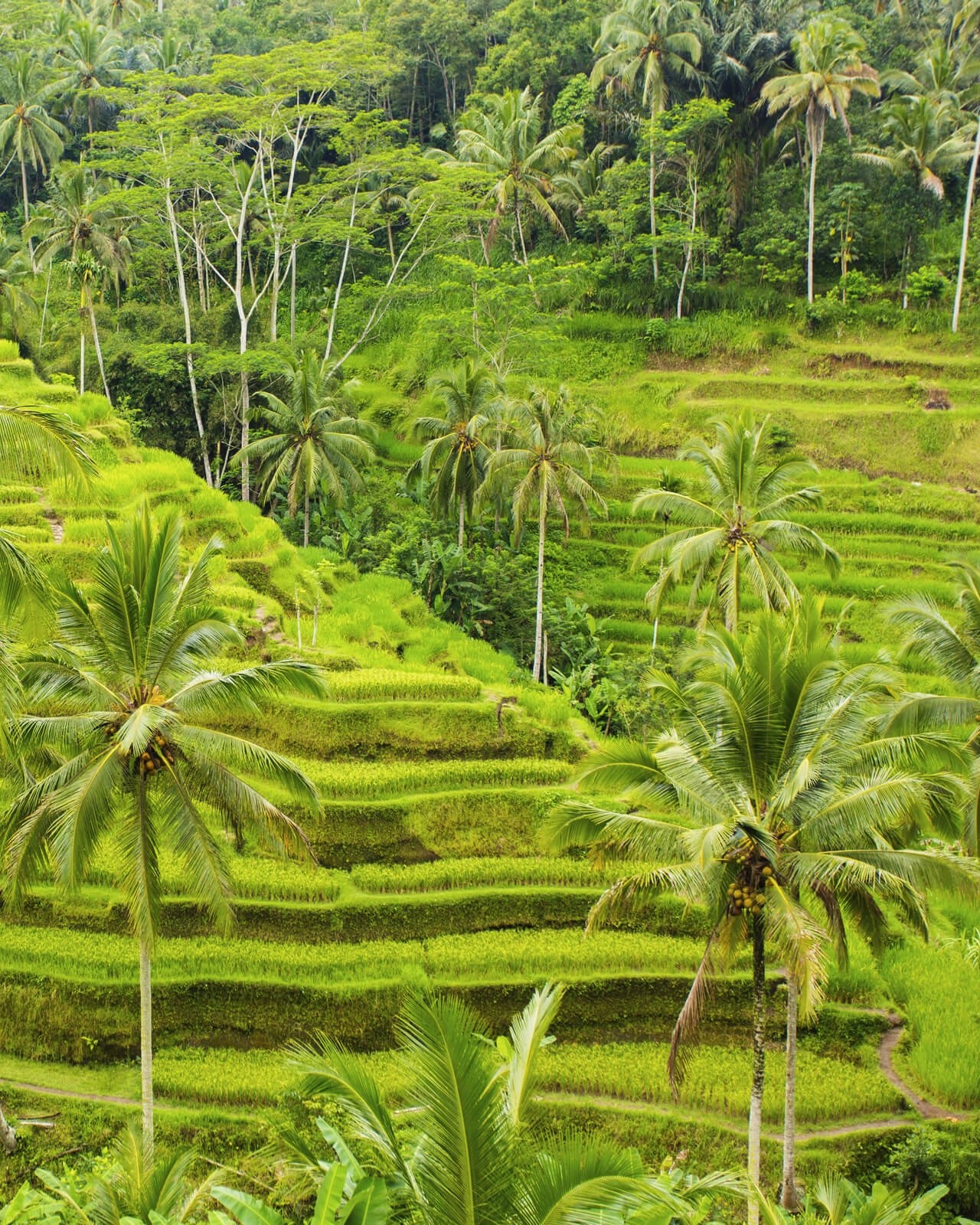 Ubud holidays